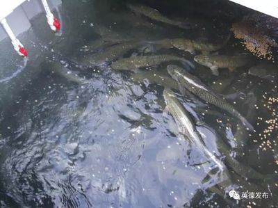 厲害了!英德有人用集裝箱養(yǎng)魚,1個箱抵過3畝傳統(tǒng)魚塘